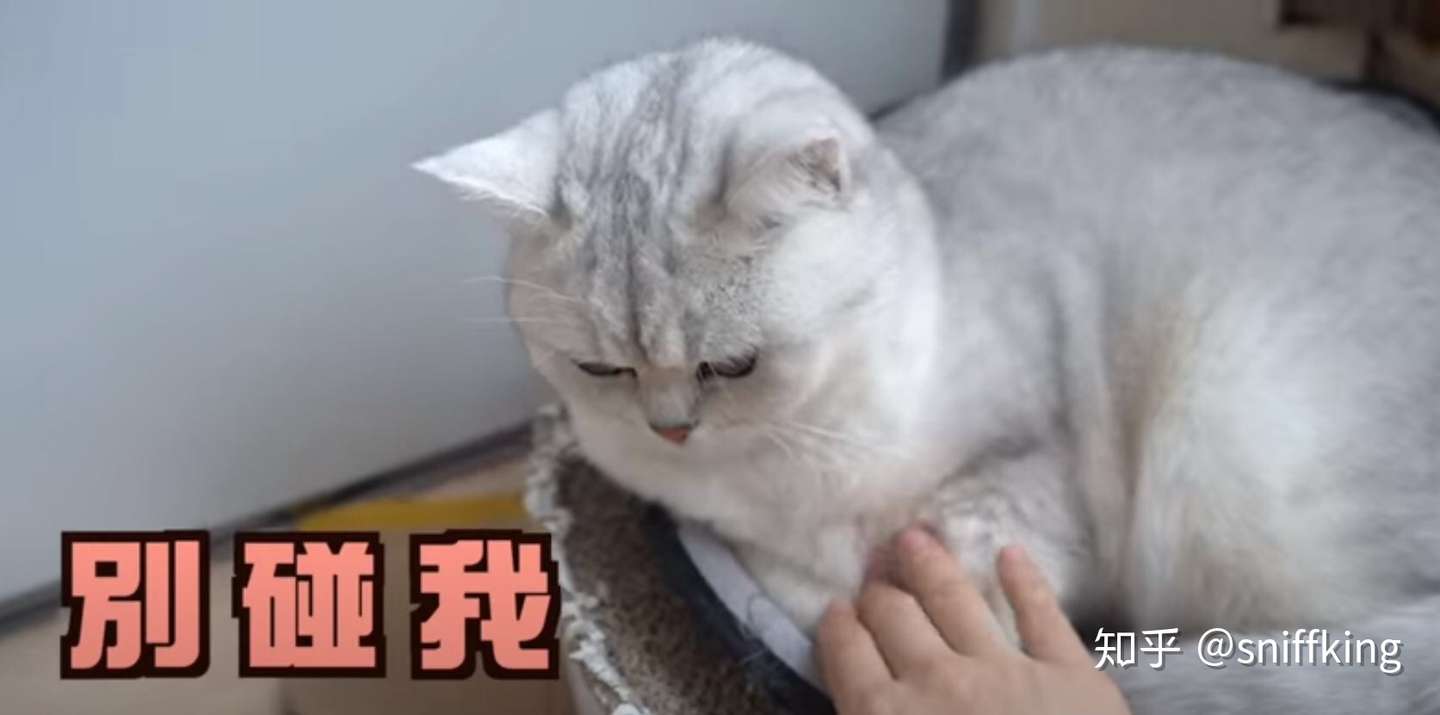 猫为什么不让摸爪爪 保护猫爪人人有责 知乎