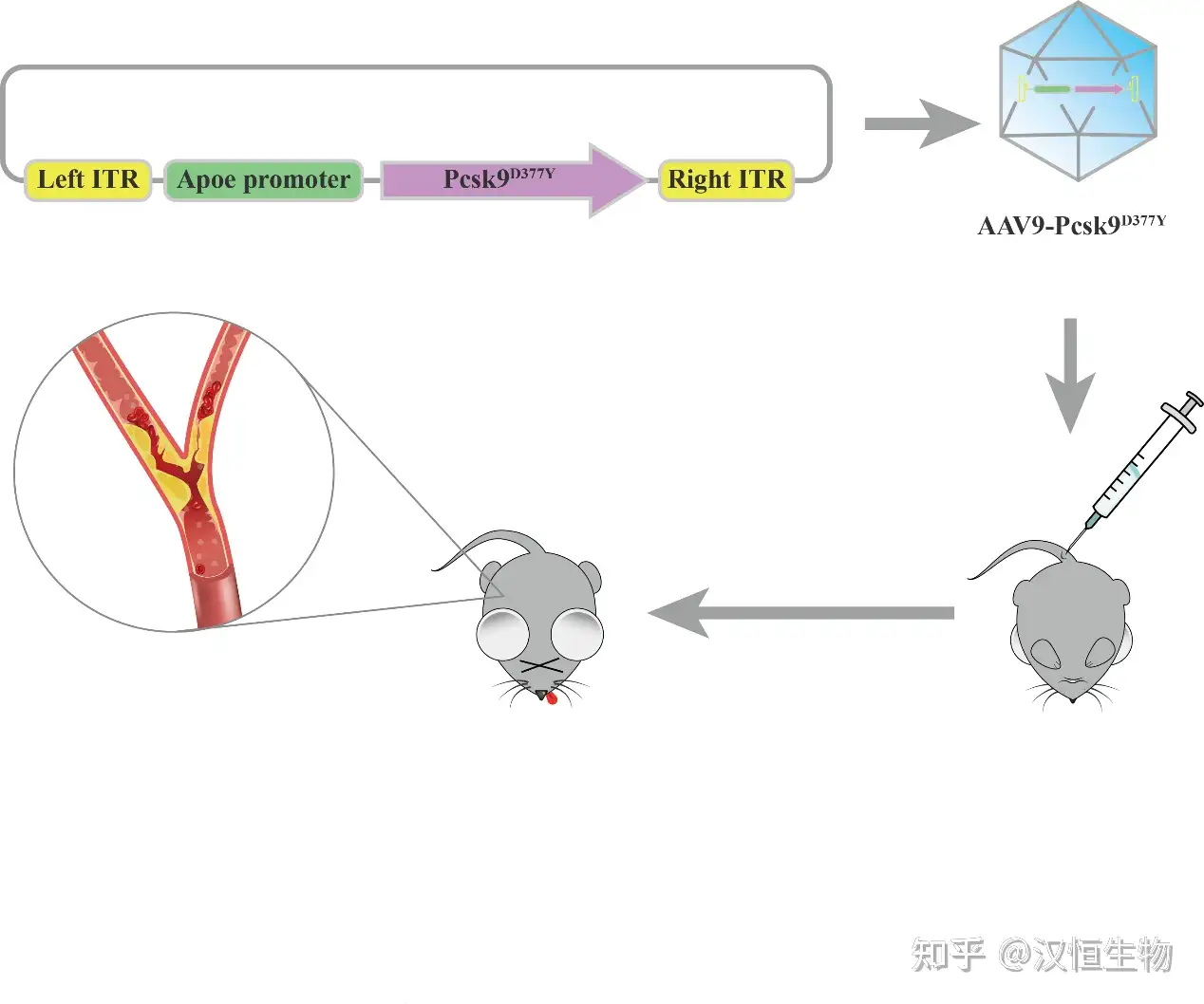 Accelerated atherosclerosis development in C57Bl6 mice by overexpressing  AAV-mediated PCSK9 and partial carotid ligation - Laboratory Investigation