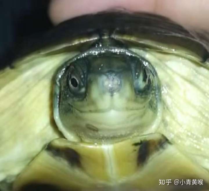 乌龟为什么会张着嘴巴呼气?
