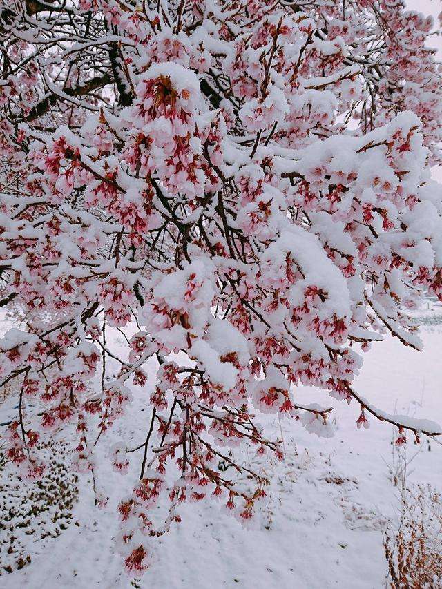 三月雪突袭日本东京上野的樱花烂漫的时节惊现罕见樱花雪美景