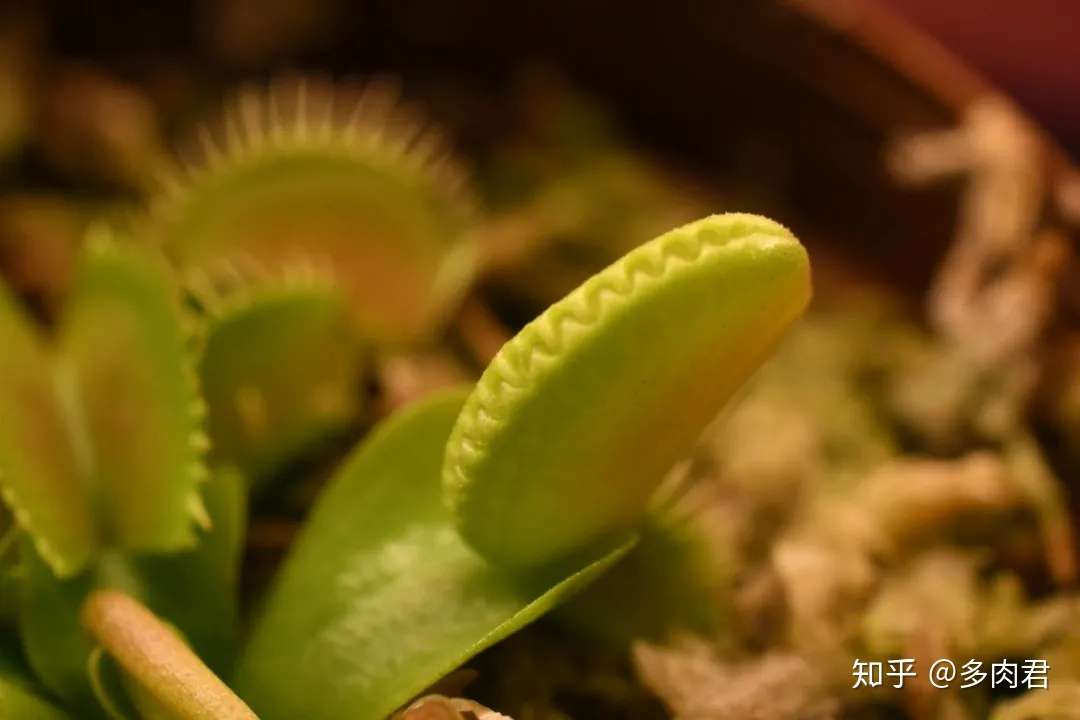 多肉植物之食虫植物 捕虫草 知乎