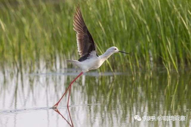 惊艳你的朋友圈 杭州湾新区国家湿地公园的七彩油菜花来啦 知乎