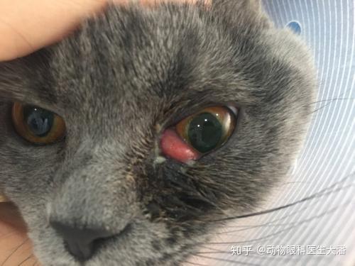 我的猫眼睛坏了,大夫说长了第三眼睑要手术,我对宠物医院存疑