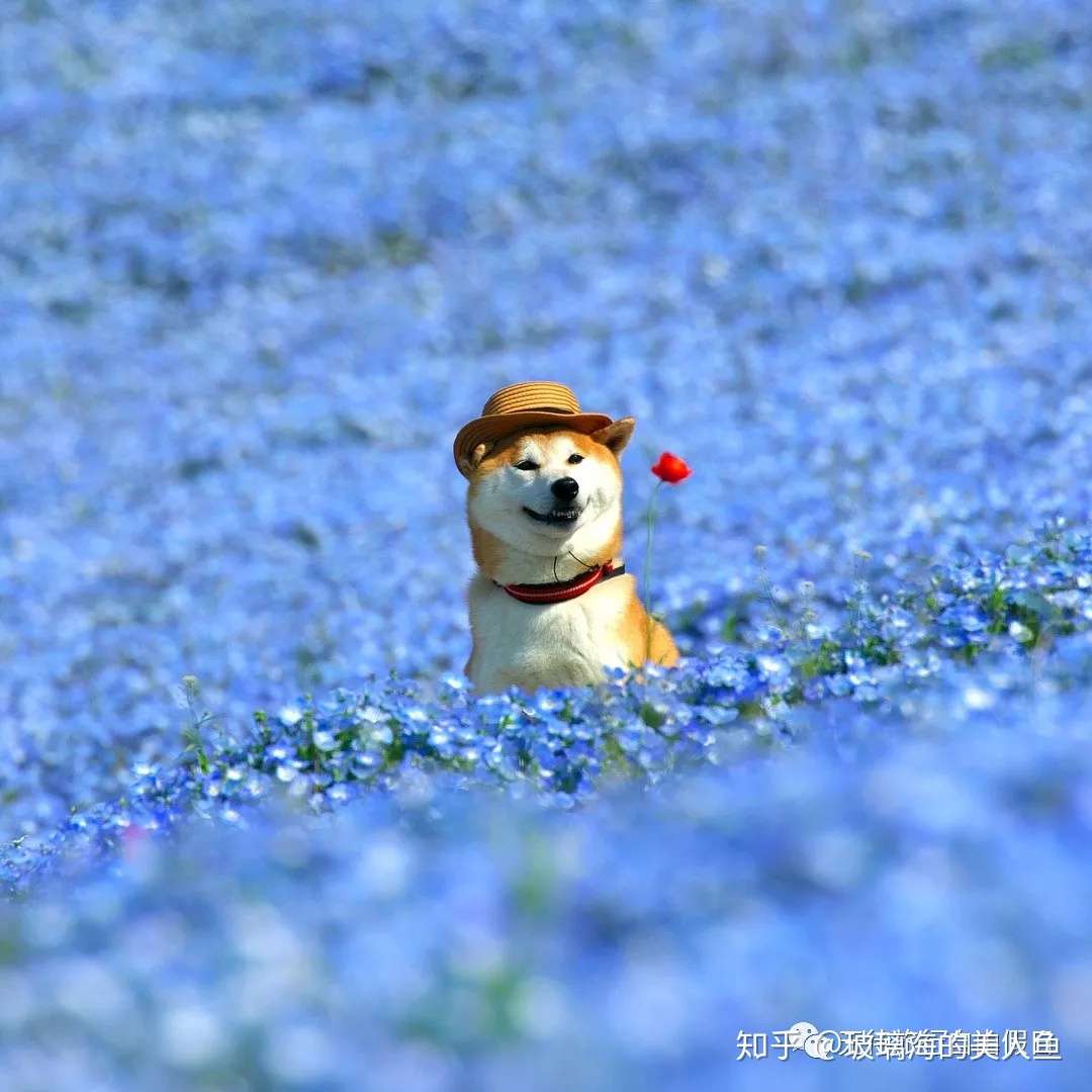 除了粉色樱花 日本还有这些彩色花海必须感受一下 知乎