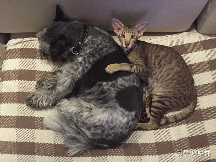 暹罗猫和蓝猫可以一起养吗?