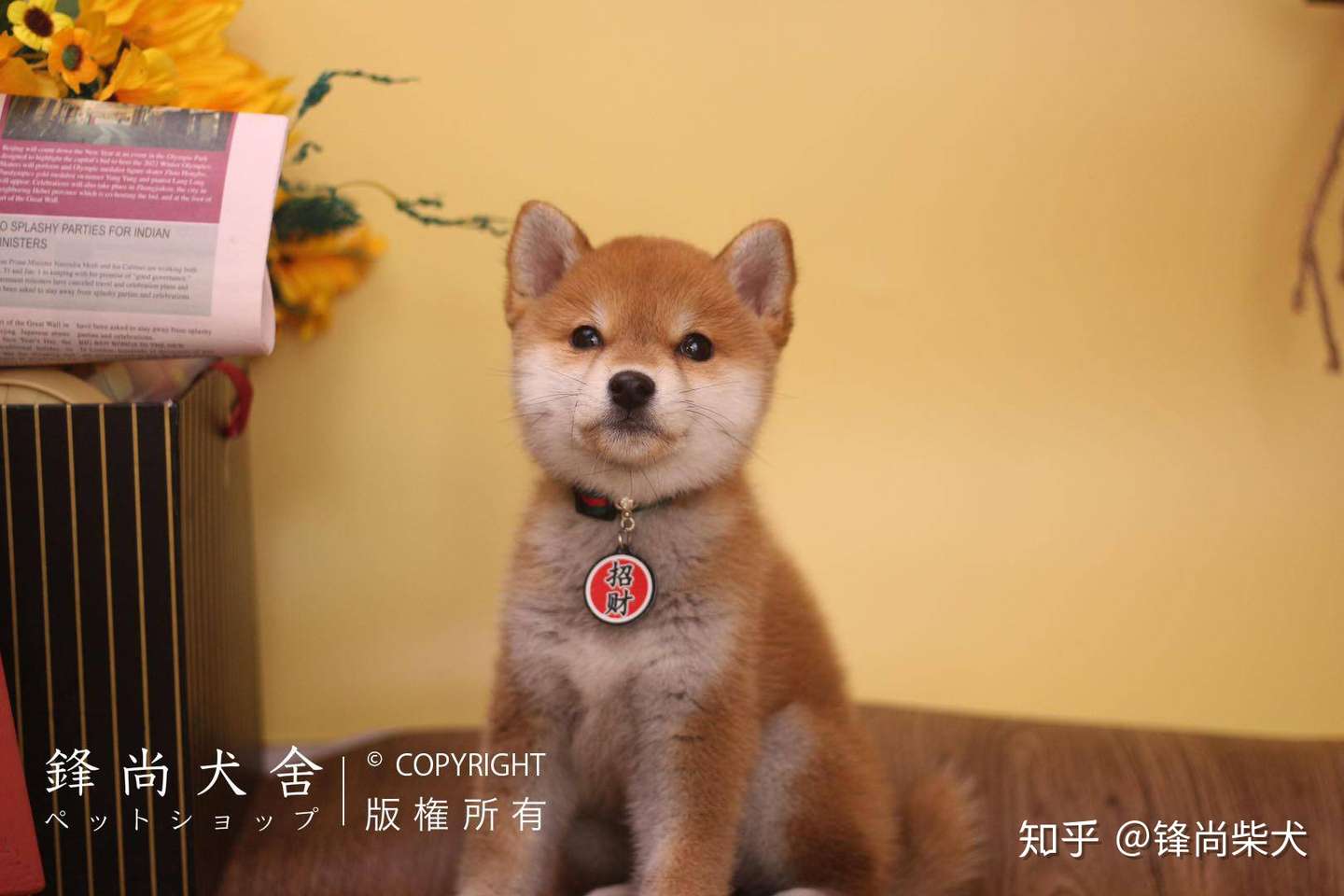 狗狗趾间炎的症状 知乎