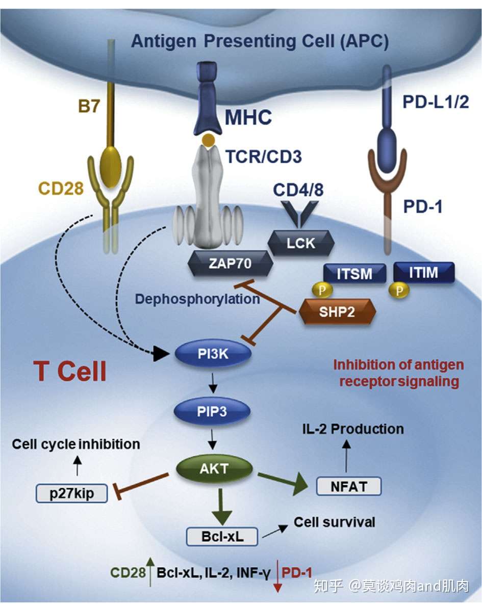 靶向PD-1和PD-L1的肿瘤免疫药物- 知乎