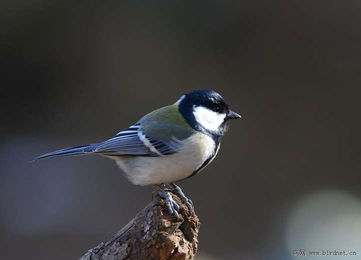 两颊白色,形态大小如麻雀,全身黑白相间,鸣声婉转.这是什么鸟?