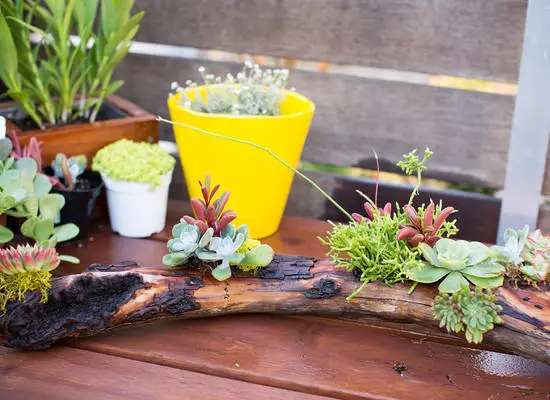 当木头遇到多肉 一次完美的邂逅 知乎 当木头遇到多肉 一次完美的邂逅 知乎