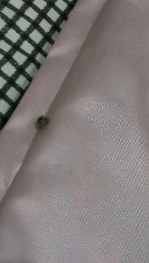 枕头里面的虫子的图片图片