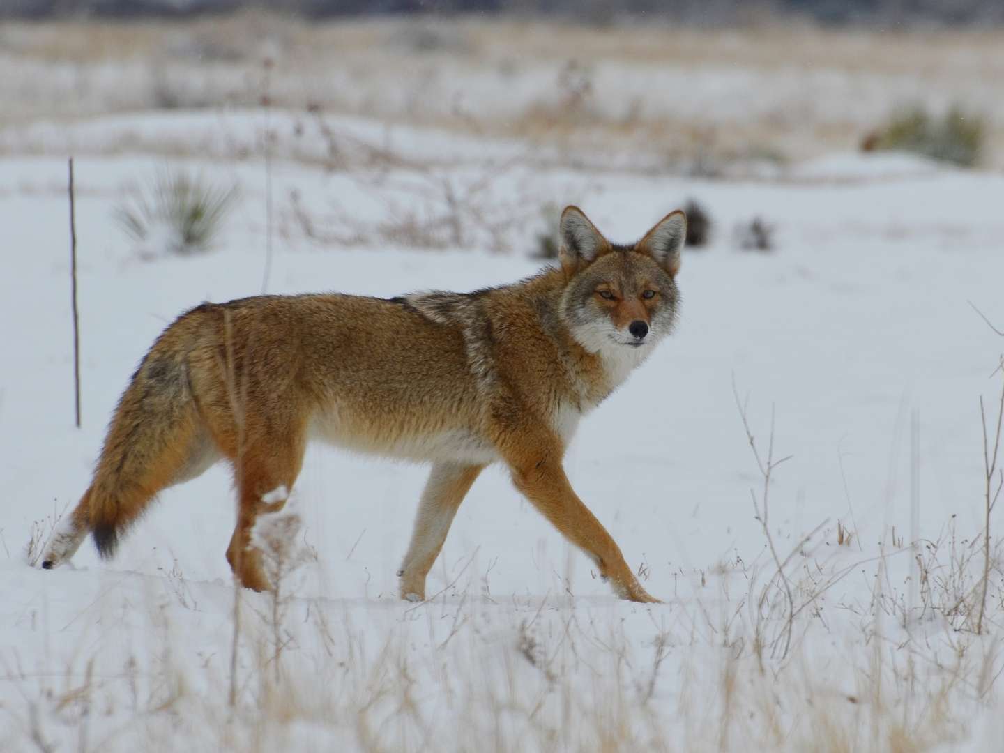 愿效犬马之劳 犬了马的战士 知乎