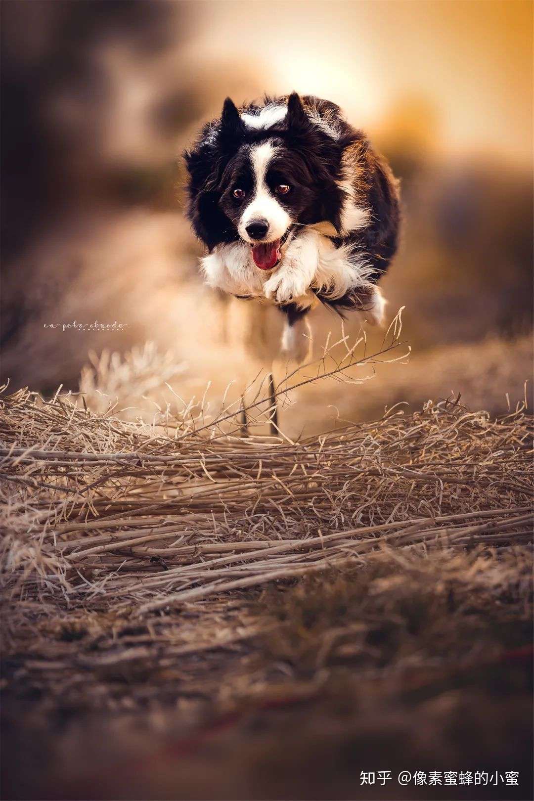 专访专业宠物摄影师 教你如何给自家萌宠拍大片 知乎