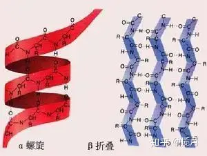 蛋白质二级结构从α螺旋到β折叠的变化,蛋白质中的多肽链充分伸展