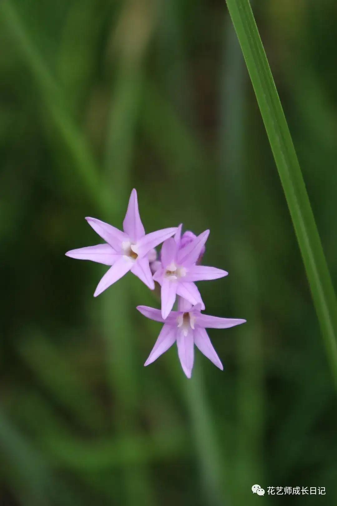每日一花 远可观 近可食 可与鸡蛋同炒的紫娇花 知乎 每日一花 远可观 近可食 可与鸡蛋同炒的紫娇花 知乎