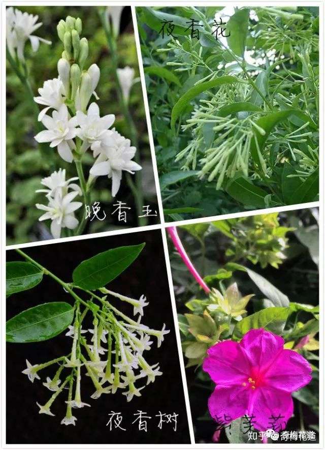 插花设计 同名不同花 植物界的 撞名榜 强势来袭 知乎