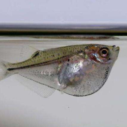 银燕子(学名:thoracocharax securis ,英文名:silver hatchetfish),原