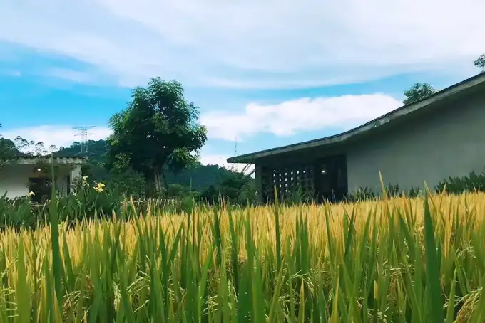精品民宿丨禾肚里——蛙声稻香荷风星月 ，一间长在稻田里的民宿