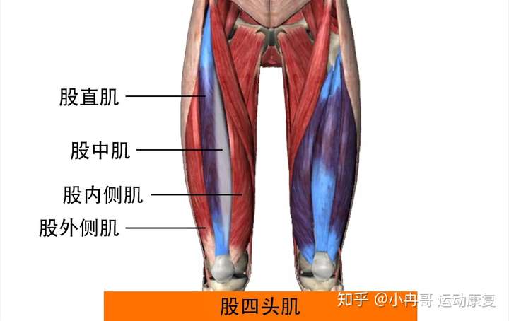 大腿前部肌肉图片