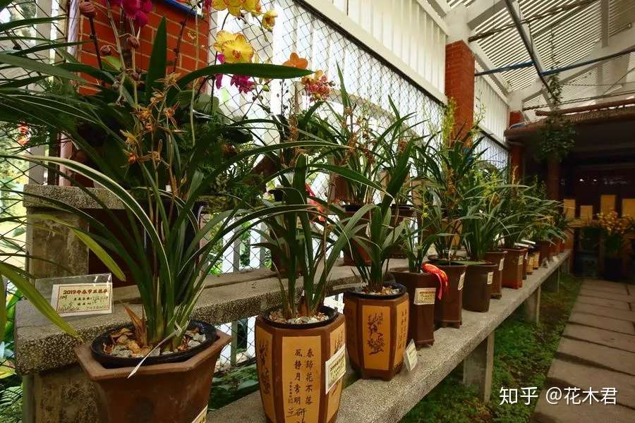 兰花用什么花盆栽植最好 高低深浅如何选 知乎