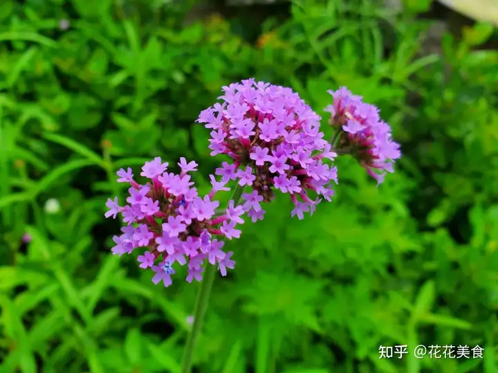 【二十四节气·夏至】日北至，日长之至，日影短至，故曰夏至
