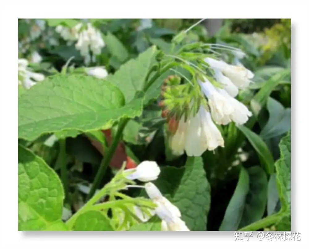 5月13日的生辰花 肥羊草花 知乎