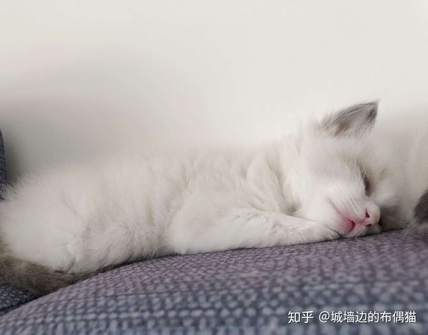 生完小猫后铲屎官应该如何照顾小猫以及母猫 知乎