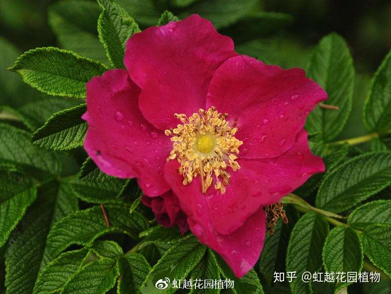 月季 玫瑰和蔷薇到底该怎么区分 知乎