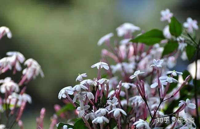 一日一花一诗 素馨花 知乎
