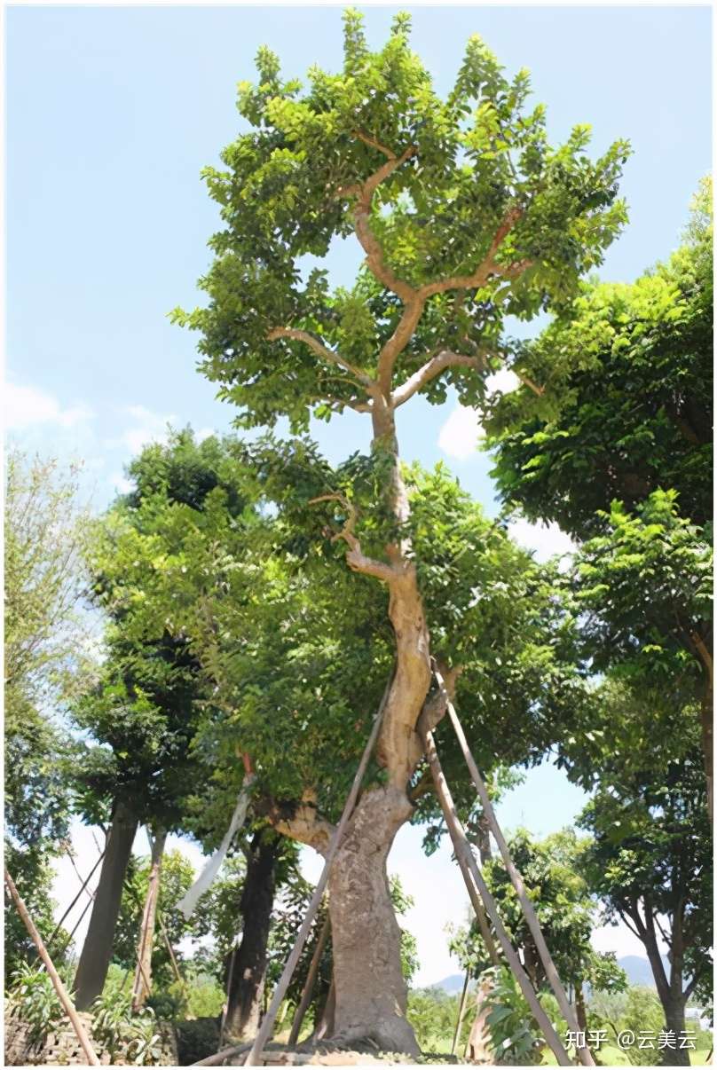 适合华南地区种植的庭院树 知乎 适合华南地区种植的庭院树 知乎