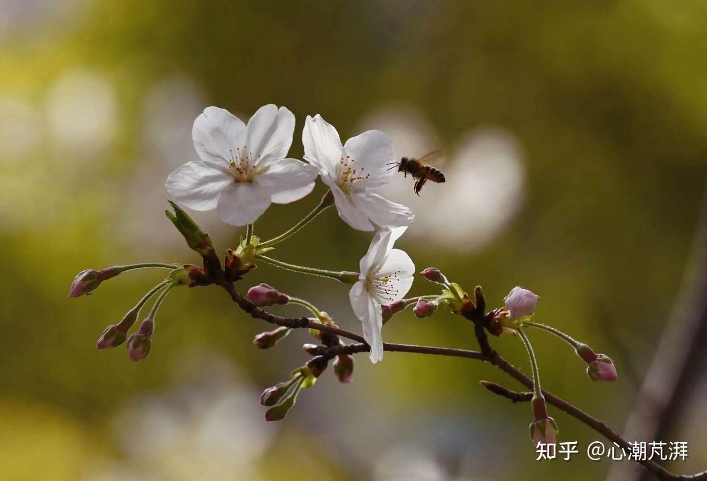 四月天 十件春季好物推荐 宅家出行两相宜哦 知乎 四月天 十件春季好物推荐 宅家出行两相宜哦 知乎