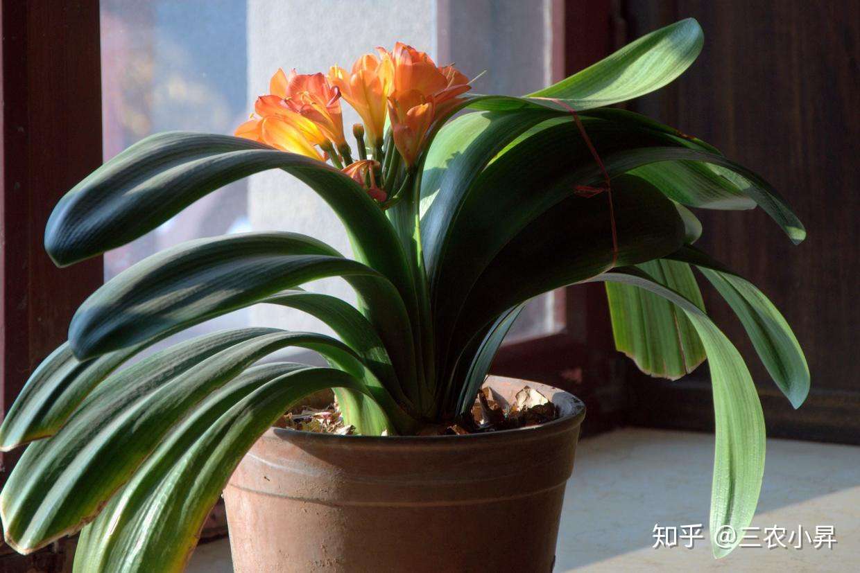 君子兰干枯叶黄啥原因 教你4种防治措施 叶色亮绿 花姿艳丽 知乎