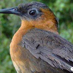 栗胸歌鹪鹩属小型鸟类.嘴长直而较细弱,先端稍曲,无嘴须.