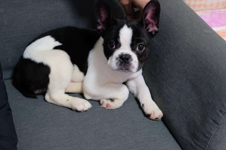 帮忙看看这只法斗纯不纯?品相如何?