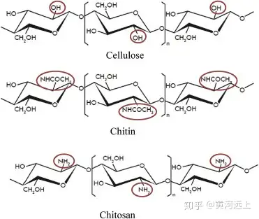 结合祖国劳动人民命名的伟大智慧,当然也和外壳有关联,壳聚糖是甲壳素