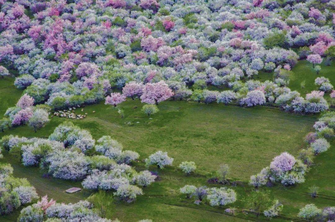 中国最值得去的23个最美花海和花季 全网最详实第一篇 上半年时间表来了 知乎