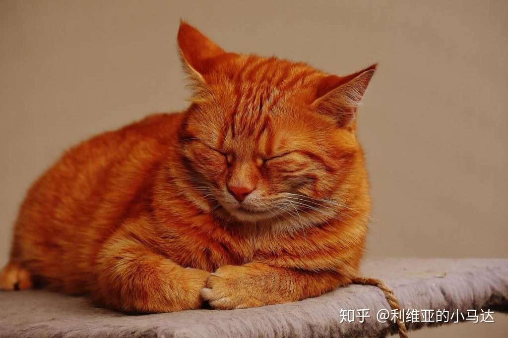 猫患老年痴呆症的7 个表现 知乎