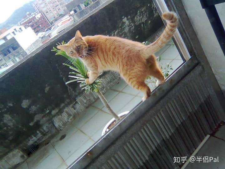 猫骂你没有理由的,就是想骂你 这个事情告诉我们: 铲屎的一定要摆清
