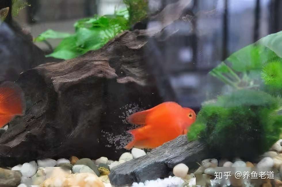明明不能繁殖 总喜欢在鱼缸内产卵 这种观赏鱼倒是很勤快 知乎