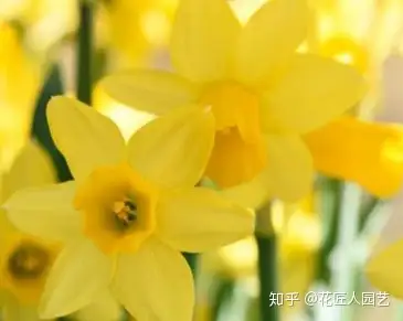 水仙花的花语是什么 水仙花的花语大全 知乎