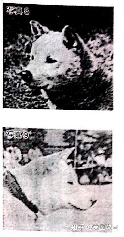 完成期的犬和现代的犬 知乎 完成期的犬和现代的犬 知乎
