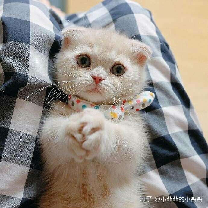 猫咪口角炎会引起流口水吗 知乎