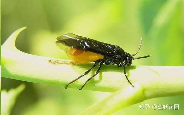 蓝妖 月季上一排排的青虫 其实是月季叶蜂的幼虫 教你一招轻松搞定 知乎