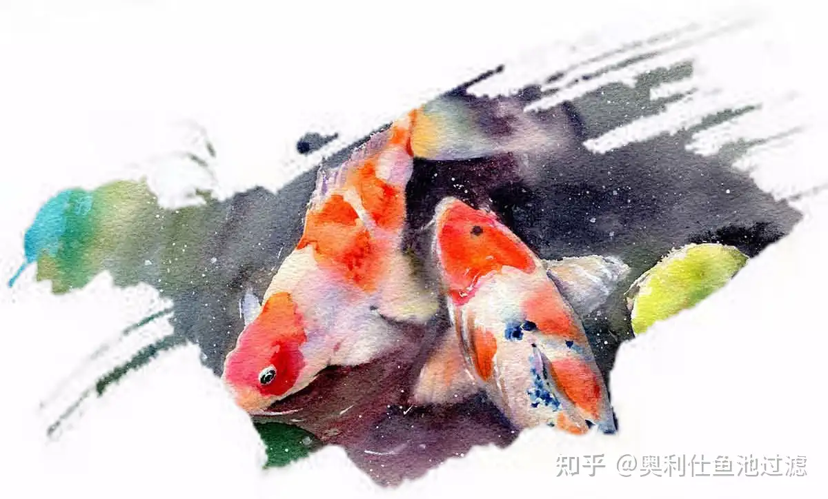 锦鲤高成长期之经验谈 知乎 锦鲤高成长期之经验谈 知乎