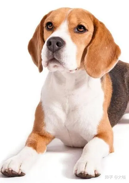 浅表性脓皮病宠物犬鼻腔和感染部位耐药葡萄球菌的流行- 知乎