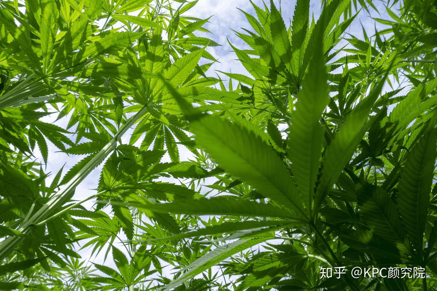 闯进种满大麻的云南山谷 探秘工业大麻种植真实境况 知乎