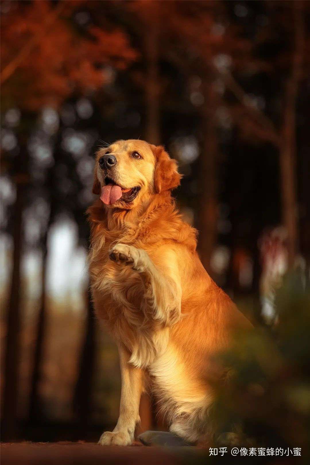 专访专业宠物摄影师 教你如何给自家萌宠拍大片 知乎