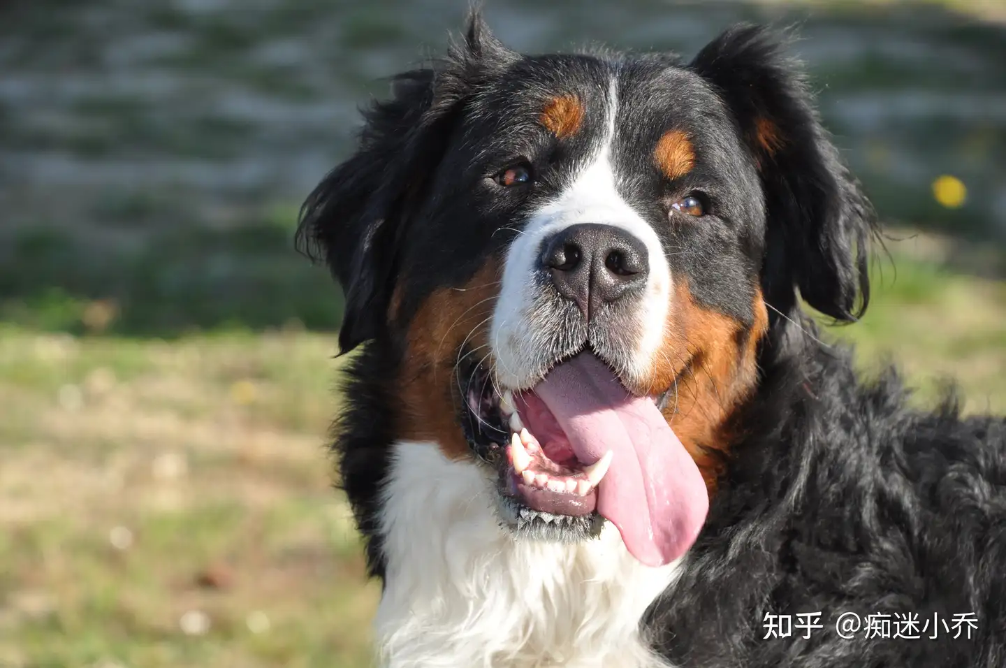 狗狗大揭秘：人们对伯恩山犬的3大疑问- 知乎