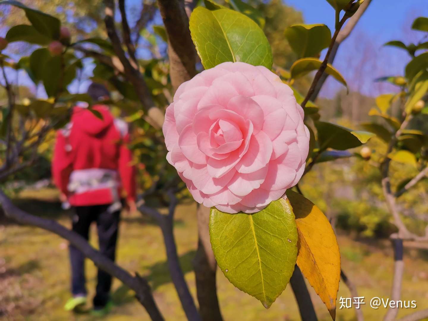 春天里的花花草草 知乎