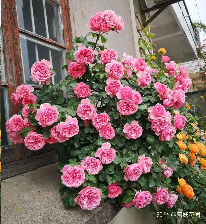 蓝妖 盆栽花卉使用缓释肥注意这两点 不然小心肥害找上你 知乎 蓝妖 盆栽花卉使用缓释肥注意这两点 不然小心肥害找上你 知乎
