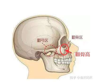 颧骨高,圆脸,五官紧凑,腮红打在什么位置比较好看,修饰脸型 显示全部